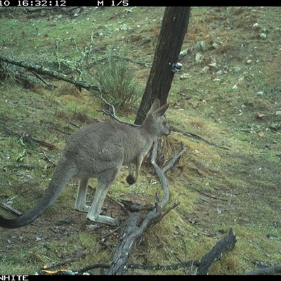 Macropus giganteus (Eastern Grey Kangaroo) at Crowther, NSW - 10 Jun 2025 by Frecko