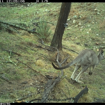 Macropus giganteus (Eastern Grey Kangaroo) at Crowther, NSW - 11 Jun 2025 by Frecko