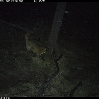 Vulpes vulpes (Red Fox) at Crowther, NSW - 9 Jun 2025 by Frecko