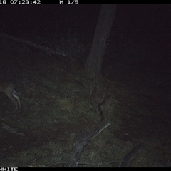 Lepus capensis (Brown Hare) at Crowther, NSW - 18 Jun 2025 by Frecko