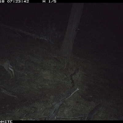 Lepus capensis (Brown Hare) at Crowther, NSW - 18 Jun 2025 by Frecko