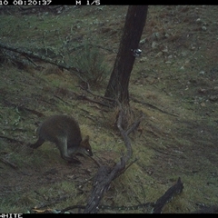 Wallabia bicolor (Swamp Wallaby) at Crowther, NSW - 10 Jun 2025 by Frecko