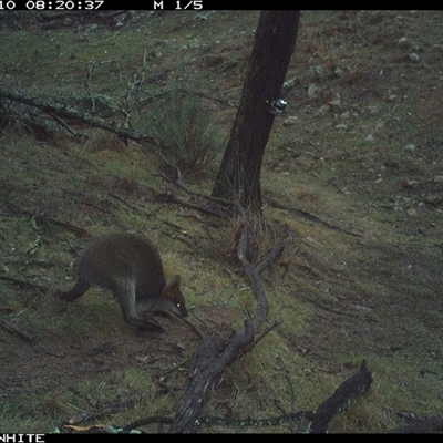 Wallabia bicolor (Swamp Wallaby) at Crowther, NSW - 10 Jun 2025 by Frecko