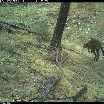 Wallabia bicolor (Swamp Wallaby) at Crowther, NSW - 10 Jun 2025 by Frecko