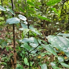 Unverified Other Tree at Upper Lansdowne, NSW - 22 Jul 2025 by Purschy