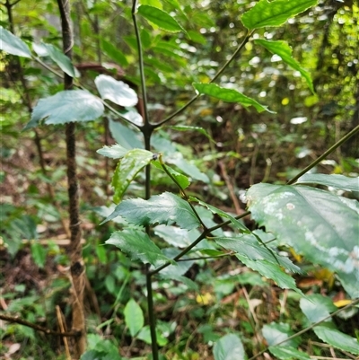 Unverified Other Tree at Upper Lansdowne, NSW - 22 Jul 2025 by Purschy
