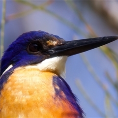 Ceyx azureus (Azure Kingfisher) at Mogo, NSW - 29 Jul 2025 by jb2602