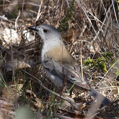 Colluricincla harmonica (Grey Shrikethrush) at Tharwa, ACT - 31 Jul 2025 by TimL