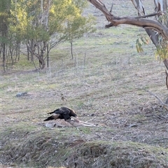 Aquila audax (Wedge-tailed Eagle) at Cook, ACT - 31 Jul 2025 by TonyAshton