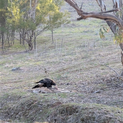 Aquila audax (Wedge-tailed Eagle) at Cook, ACT - 31 Jul 2025 by TonyAshton