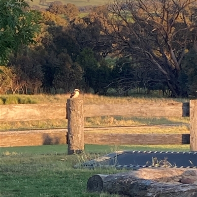 Dacelo novaeguineae (Laughing Kookaburra) at Binalong, NSW - 10 Nov 2022 by RE