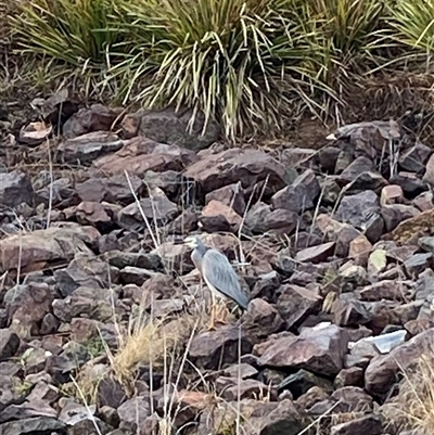 Egretta novaehollandiae (White-faced Heron) at Weston, ACT - 2 Aug 2025 by JillianM