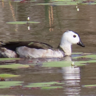 Nettapus coromandelianus (Cotton Pygmy-Goose) at Innot Hot Springs, QLD - 2 Aug 2025 by LarneyMAI