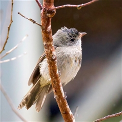 Pachycephala pectoralis (Golden Whistler) at Rosedale, NSW - 1 Aug 2025 by jb2602
