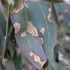 unidentified leaf miner at Kambah, ACT - 1 Aug 2025 by HelenCross