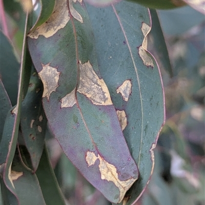 unidentified leaf miner at Kambah, ACT - 1 Aug 2025 by HelenCross