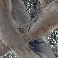 Eucalyptus blakelyi (Blakely's Red Gum) at Kambah, ACT - 1 Aug 2025 by HelenCross