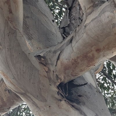 Eucalyptus blakelyi (Blakely's Red Gum) at Kambah, ACT - 1 Aug 2025 by HelenCross