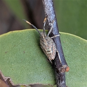 Unverified True bug (Hemiptera, Heteroptera) at Kambah, ACT - 1 Aug 2025 by HelenCross
