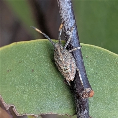 Omyta centrolineata at Kambah, ACT - 1 Aug 2025 by HelenCross