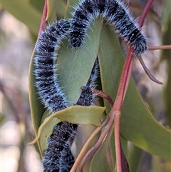 Delias harpalyce (Imperial Jezebel) at Kambah, ACT - 1 Aug 2025 by HelenCross