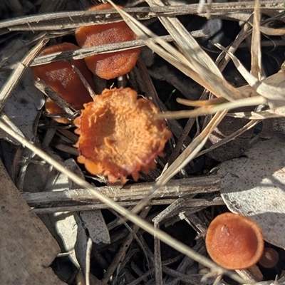 Unverified Fungus at Kambah, ACT - 1 Aug 2025 by HelenCross