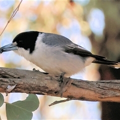 Cracticus torquatus (Grey Butcherbird) at Baranduda, VIC - 2 Aug 2025 by KylieWaldon