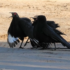 Corcorax melanorhamphos (White-winged Chough) at Baranduda, VIC - 2 Aug 2025 by KylieWaldon
