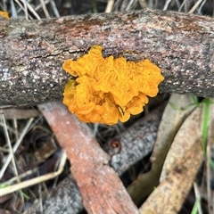 Tremella mesenterica (Witch's Butter or Yellow Brain) at Acton, ACT - 2 Aug 2025 by RWPurdie