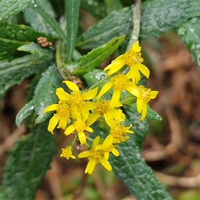 Senecio linearifolius var. arachnoideus (Cobweb Fireweed Groundsel) at Brayton, NSW - 2 Aug 2025 by trevorpreston