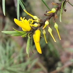 Persoonia linearis (Narrow-leaved Geebung) at Greenwich Park, NSW - 2 Aug 2025 by trevorpreston