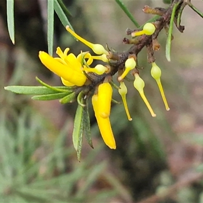 Persoonia linearis (Narrow-leaved Geebung) at Greenwich Park, NSW - 2 Aug 2025 by trevorpreston
