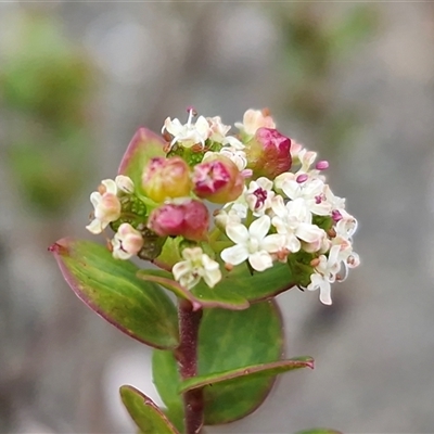 Platysace lanceolata (Shrubby Platysace) at Greenwich Park, NSW - 2 Aug 2025 by trevorpreston