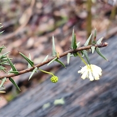 Acacia ulicifolia (Prickly Moses) at Greenwich Park, NSW - 2 Aug 2025 by trevorpreston