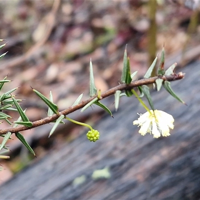 Acacia ulicifolia (Prickly Moses) at Greenwich Park, NSW - 2 Aug 2025 by trevorpreston