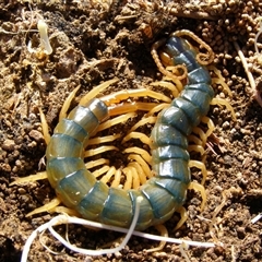 Cormocephalus aurantiipes at Forde, ACT - 8 Aug 2009 by lpopple