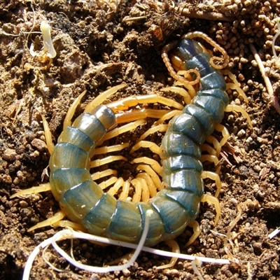 Cormocephalus aurantiipes at Forde, ACT - 8 Aug 2009 by lpopple