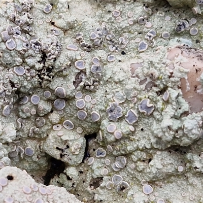 Unverified Lichen at Greenwich Park, NSW - 2 Aug 2025 by trevorpreston