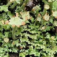 Unverified Lichen at Greenwich Park, NSW - 2 Aug 2025 by trevorpreston