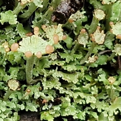 Unverified Lichen at Greenwich Park, NSW - 2 Aug 2025 by trevorpreston