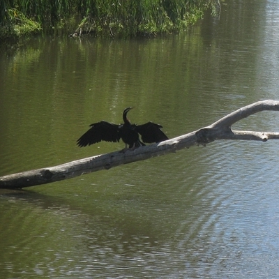 Anhinga novaehollandiae (Australasian Darter) at Fyshwick, ACT - 5 Feb 2015 by RodDeb