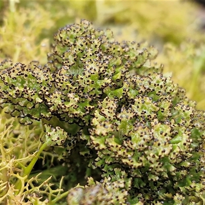 Cladia sp. (genus) at Greenwich Park, NSW - 2 Aug 2025 by trevorpreston