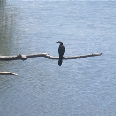 Microcarbo melanoleucos (Little Pied Cormorant) at Fyshwick, ACT - 5 Feb 2015 by RodDeb