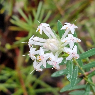Pimelea linifolia (Slender Rice Flower) at Greenwich Park, NSW - 2 Aug 2025 by trevorpreston