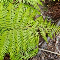 Calochlaena dubia (Rainbow Fern) at Greenwich Park, NSW - 2 Aug 2025 by trevorpreston