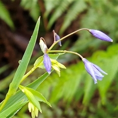 Stypandra glauca (Nodding Blue Lily) at Greenwich Park, NSW - 2 Aug 2025 by trevorpreston