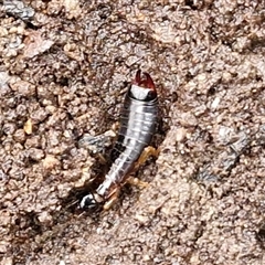 Anisolabididae (family) (Unidentified wingless earwig) at Greenwich Park, NSW - 2 Aug 2025 by trevorpreston