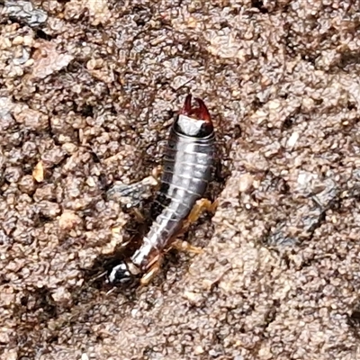 Anisolabididae (family) (Unidentified wingless earwig) at Greenwich Park, NSW - 2 Aug 2025 by trevorpreston