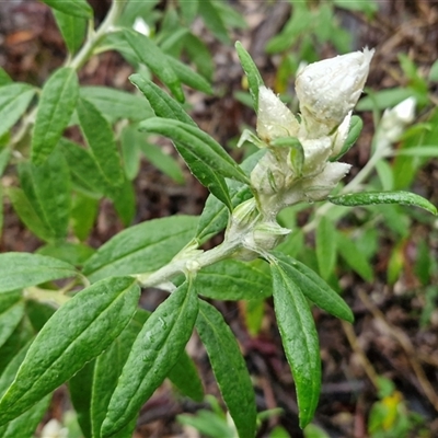 Coronidium elatum subsp. elatum (Tall Everlasting) at Greenwich Park, NSW - 2 Aug 2025 by trevorpreston