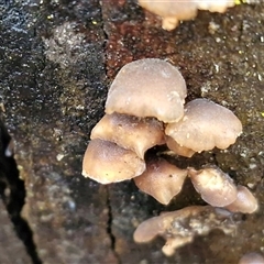 Unverified Cap, gills below, no stem & usually on wood [stemless mushrooms & the like] at Greenwich Park, NSW - 2 Aug 2025 by trevorpreston